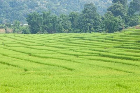 Rice fields Stock Photos