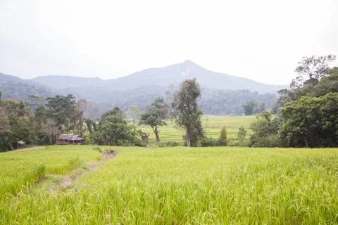 Rice fields Stock Photos