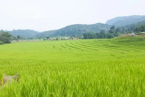 Rice fields Stock Photos