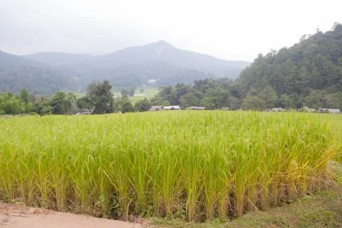 Rice fields Stock Photos