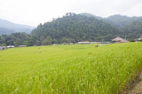 Rice fields Stock Photos