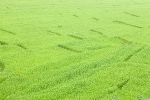 Rice fields Stock Photos