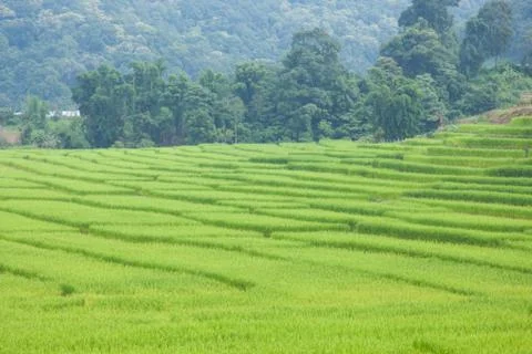 Rice fields Stock Photos