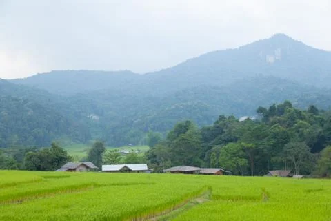 Rice fields Stock Photos