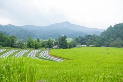 Rice fields Stock Photos