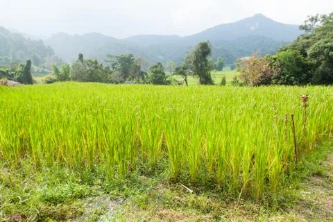 Rice fields Stock Photos