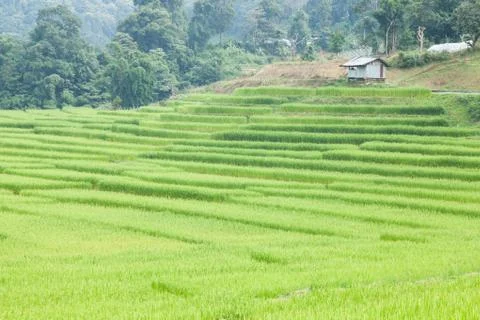 Rice fields Stock Photos