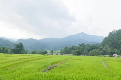 Rice fields Stock Photos