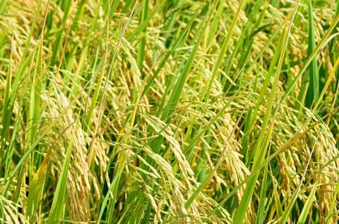 Rice fields Stock Photos