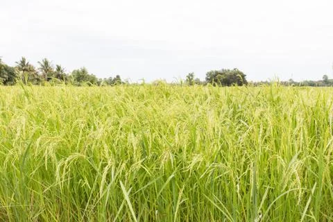 Rice fields Stock Photos