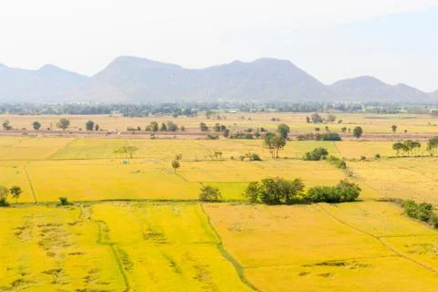Rice fields Foto stock