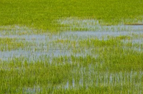 Rice fields Stock Photos