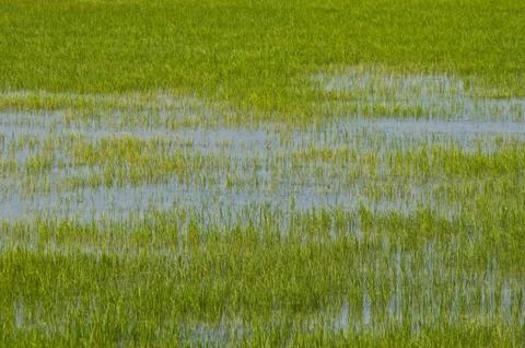 Rice fields Stock Photos