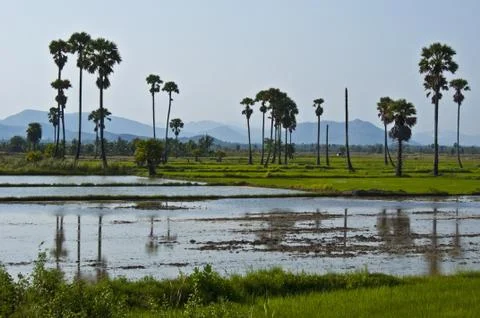 Rice fields Stock Photos