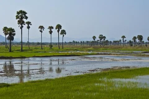 Rice fields Stock Photos