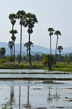 Rice fields Stock Photos