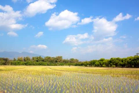 Rice fields Stock Photos