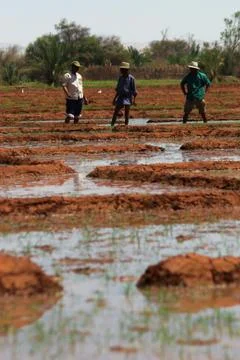 Rice fields Stock Photos
