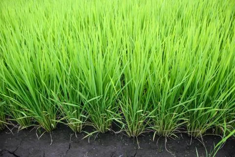 Rice fields Stock Photos