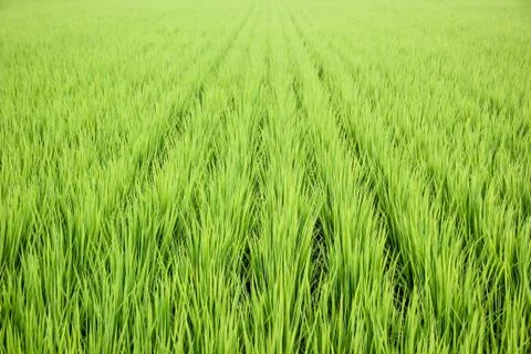 Rice fields Stock Photos