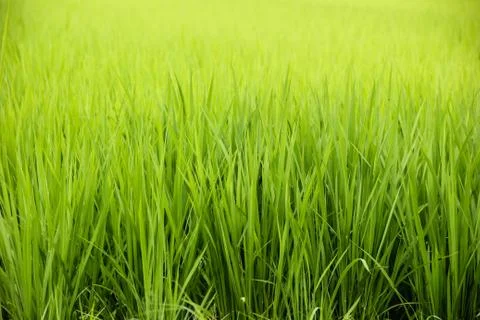 Rice fields Stock Photos