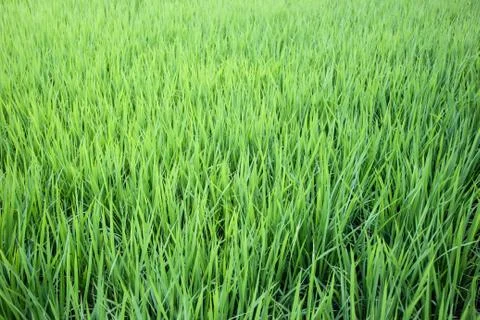 Rice fields Stock Photos
