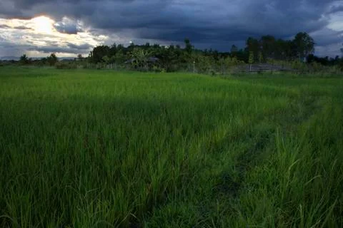 Rice fields Stock Photos