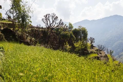 Rice fields Stock Photos