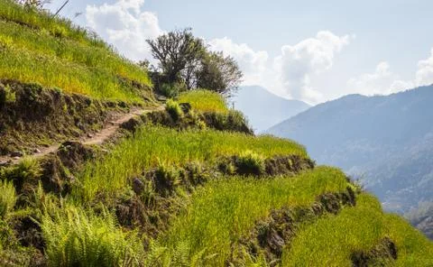 Rice fields Foto stock