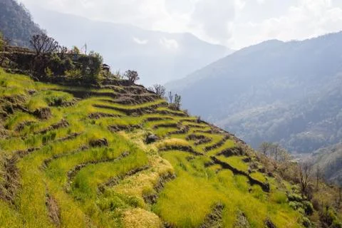 Rice fields Stock Photos