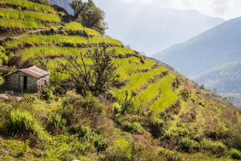 Rice fields Stock Photos