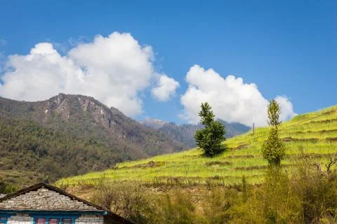 Rice fields Stock Photos