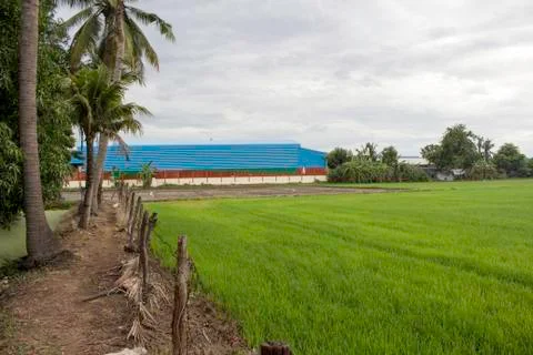 Rice fields Stock Photos