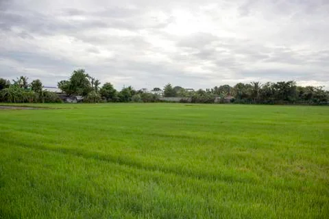 Rice fields Stock Photos