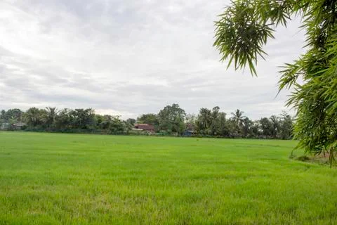 Rice fields Stock Photos