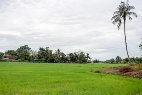 Rice fields Stock Photos