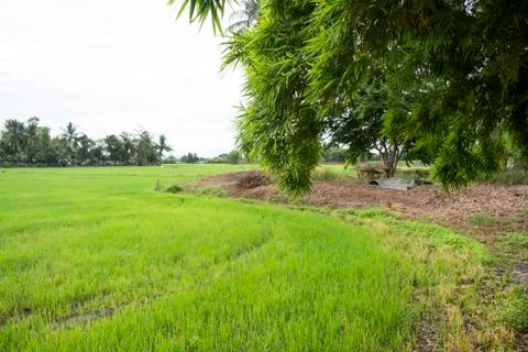 Rice fields Stock Photos