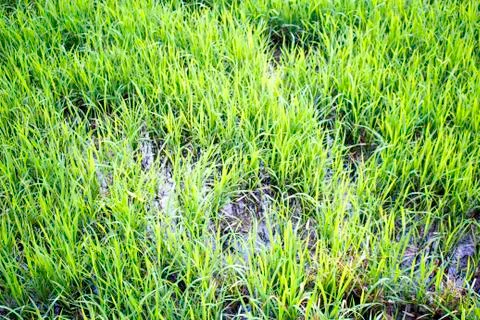 Rice fields Stock Photos