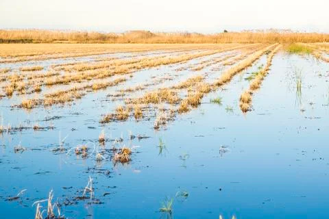 Rice fields Stock Photos