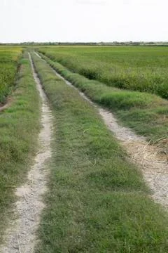 Rice fields 스톡 사진