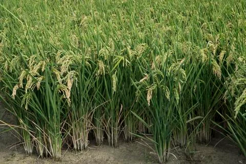 Rice fields Stock Photos