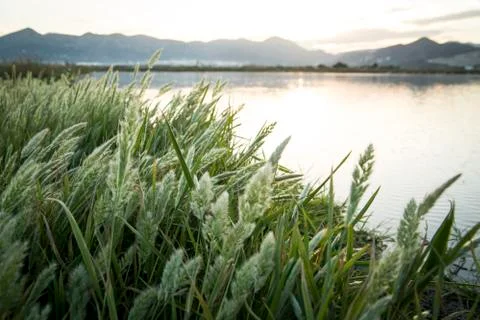 Rice fields 스톡 사진