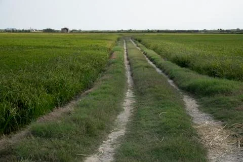 Rice fields 스톡 사진