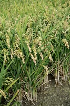 Rice fields Stock Photos