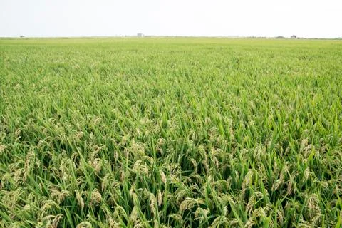 Rice fields 스톡 사진