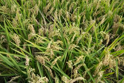 Rice fields 스톡 사진