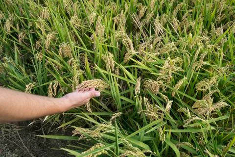 Rice fields Stock Photos