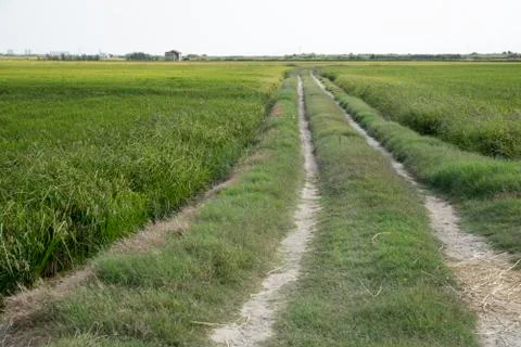 Rice fields 스톡 사진