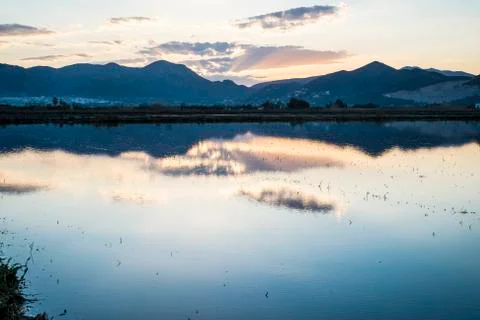 Rice fields Stock Photos