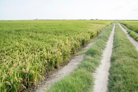 Rice fields 스톡 사진